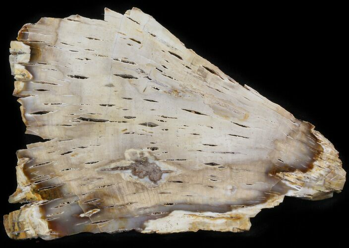 Petrified Wood Slab (Bald Cypress) - Saddle Mountain, WA #41874